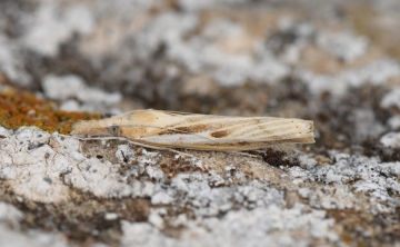 Agriphila trabeatellus