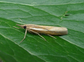Agriphila tristella