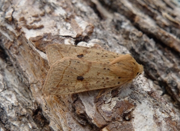 Agrochola blidaensis