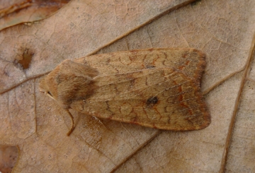 Agrochola circellaris