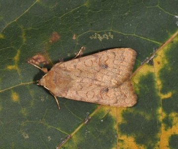 Agrochola circellaris