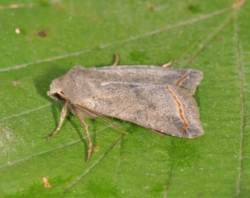 Noctuidae: Agrochola lota