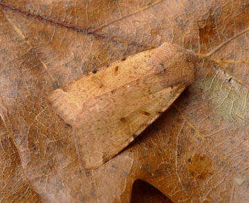 Noctuidae: Agrochola lychnidis