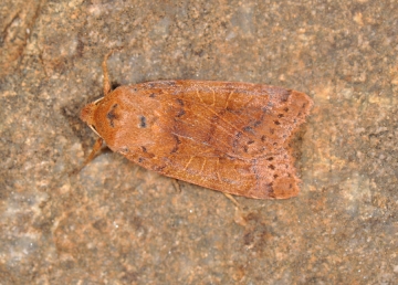 Agrochola nitida