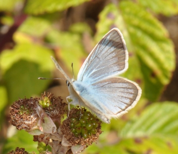 Polyommatus damon