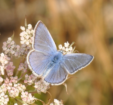 Polyommatus escheri
