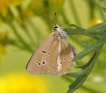 Polyommatus ripartii