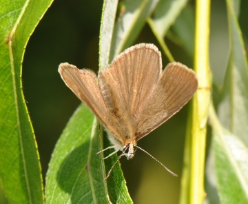Polyommatus ripartii
