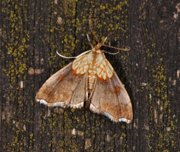 Agrotera nemoralis