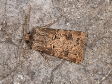 Agrotis bigramma