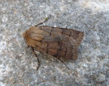 Agrotis cinerea