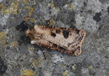Agrotis clavis