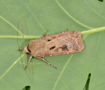 Agrotis exclamationis