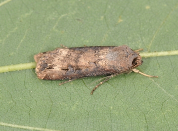 Agrotis ipsilon