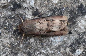 Agrotis ipsilon