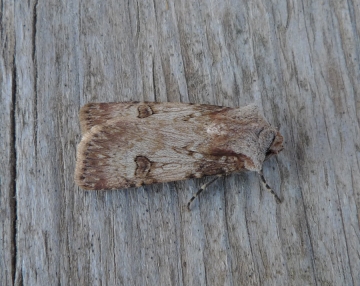 Agrotis puta