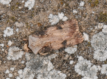 Agrotis puta