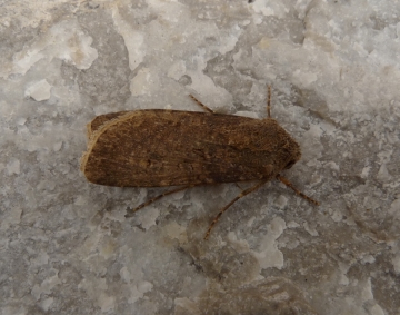 Agrotis segetum