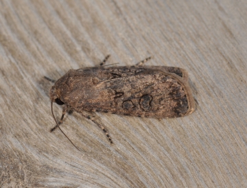 Agrotis segetum