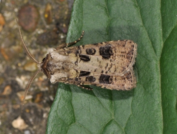 Agrotis segetum