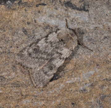 Agrotis simplonia