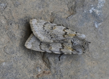 Agrotis simplonia