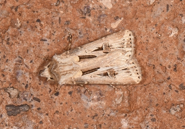 Noctuidae: Agrotis spinifera