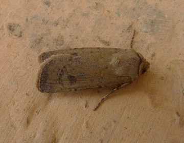 Agrotis trux