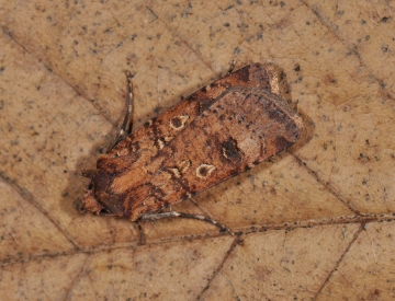 Agrotis trux