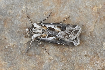 Agrotis vestigialis