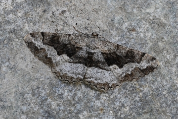 Alcis repandata
