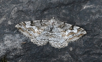 Alcis repandata