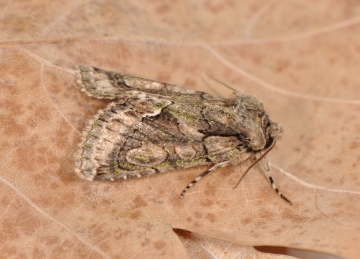 Allophyes oxyacanthae