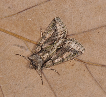 Allophyes oxyacanthae