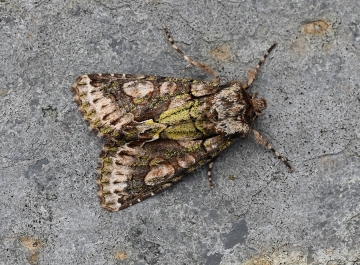 Allophyes oxyacanthae