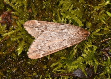 Alsophila aescularia