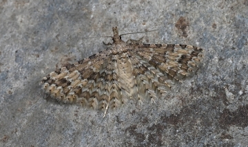 Alucita pectinata