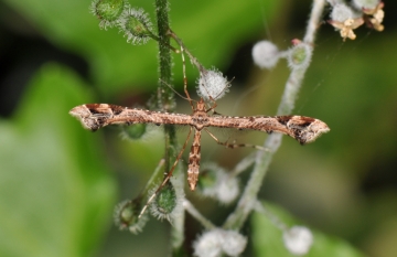 Amblyptilia acanthadactyla
