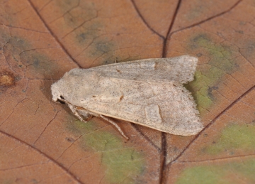 Ammoconia caecimacula