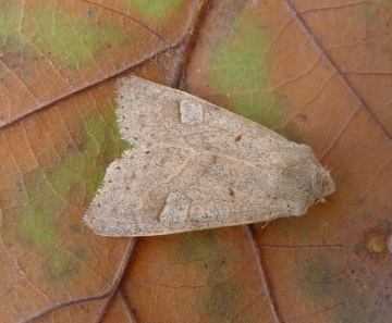 Ammoconia caecimacula