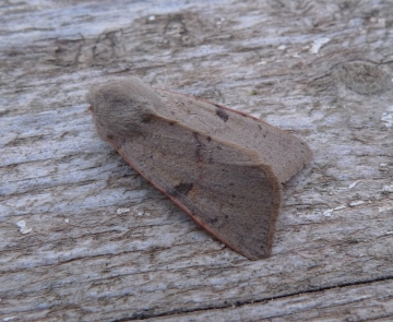 Ammopolia witzenmanni