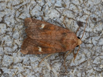 Amphipoea fucosa