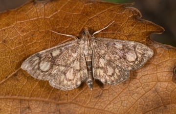 Anania stachydalis