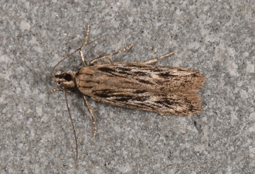 Anarsia innoxiella