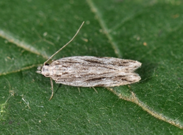 Anarsia lineatella