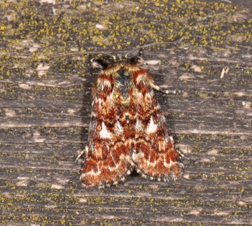 Anarta myrtilli