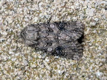 Anarta pugnax
