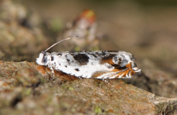 Ancylis laetana