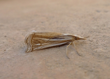 Ancylolomia tripolitella