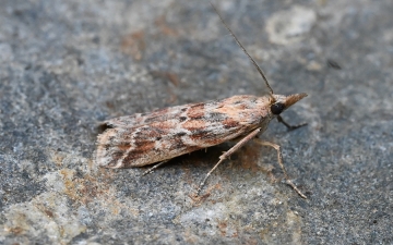 Ancylosis cinnamomella